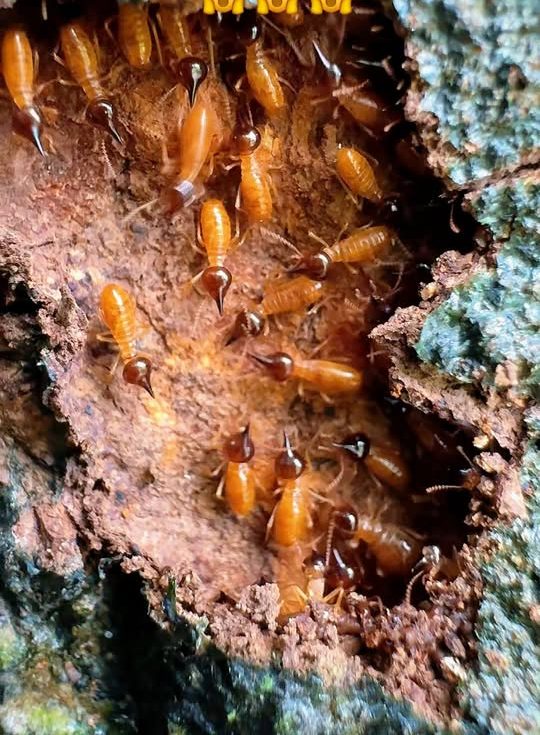 Termites exposed inside a damaged timber section at a customer's property